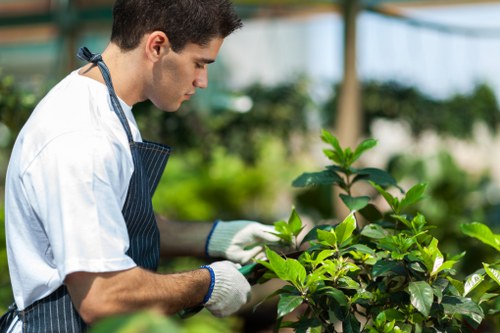 Professional tree pruning for a commercial property in Kingston upon Thames