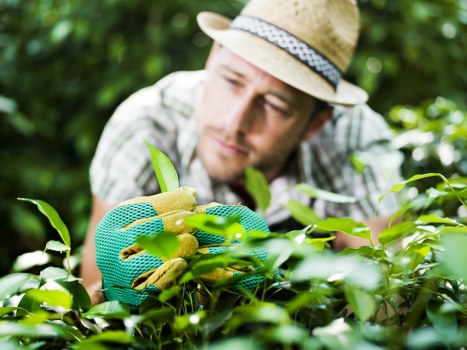 Safe payment process for Tree Surgeon Kingstonuponthames tree surgery