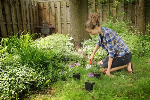 Careful pruning of a tree canopy to reduce height and spread in a local residential garden
